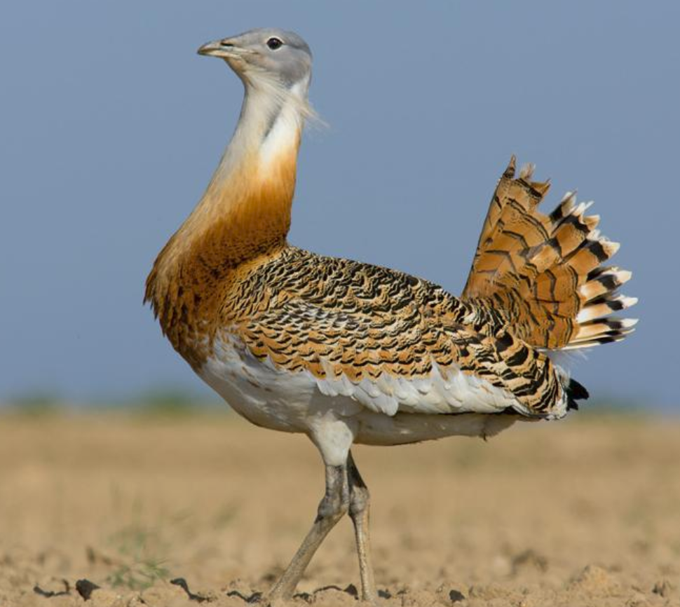 国家一级保护动物朱鹮读音(鹬,鸫,鸲,鹟,鹎,鹳,鹮……这都是啥鸟?
