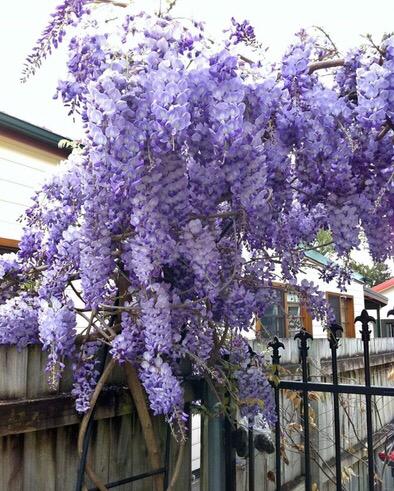 适合庭院养的紫藤花，阳台、院子就种一棵紫藤
