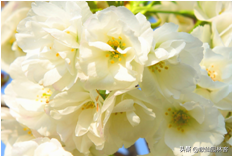 中国樱花有几个品种，中国樱花树品种（这81种樱花）