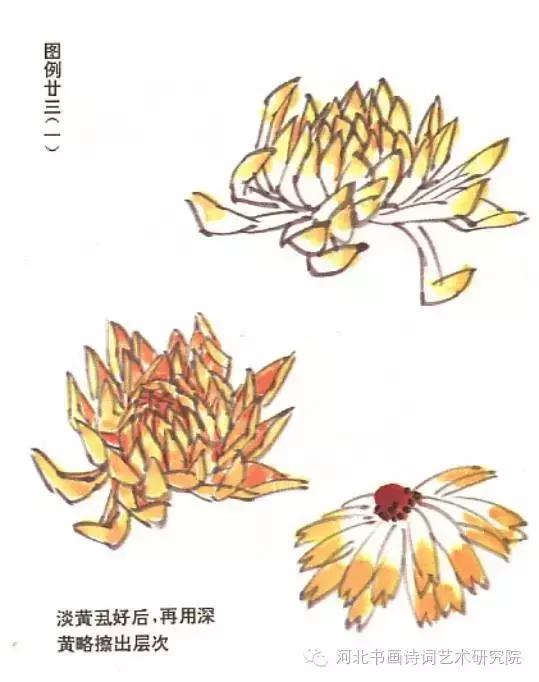 花的画法——菊花的画法，菊花是怎么画（菊花画法大全）