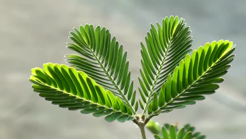 含羞草为什么会合拢(一文读懂含羞草合拢原理)