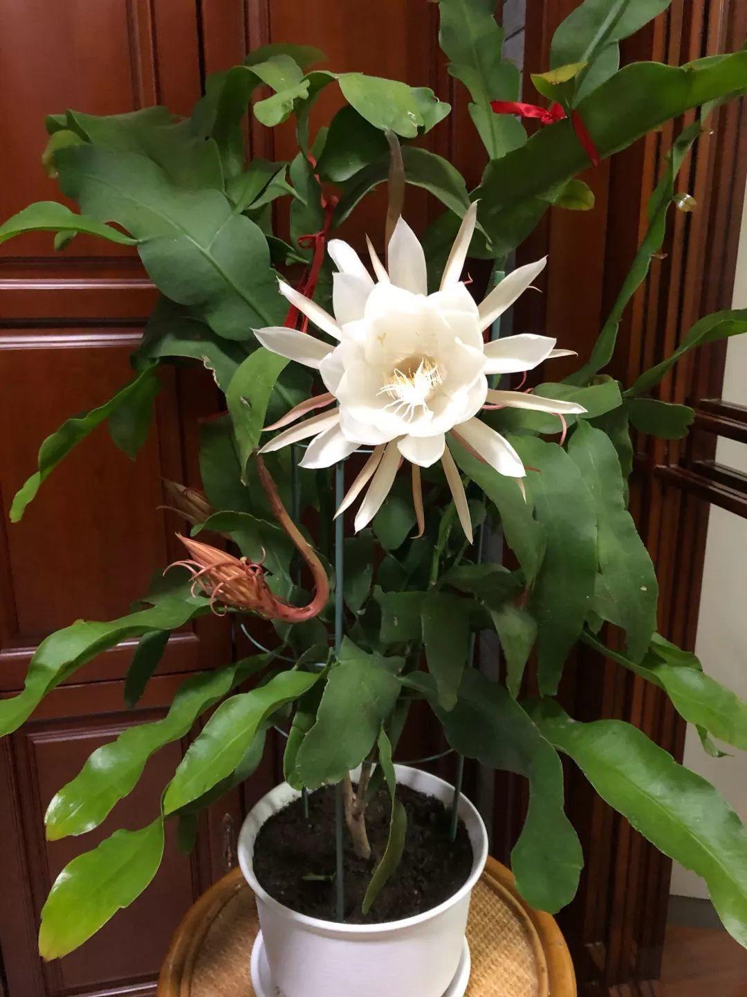 昙花的养殖方法（教你几招，昙花嗖嗖开花拦不住）