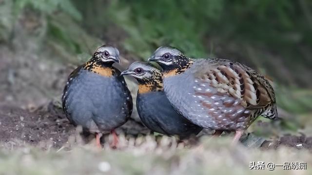 一个东一个鸟怎么读，一个东一个鸟怎么念（见过好多鸟名生僻字）