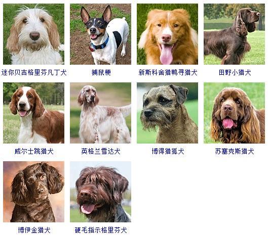 狗狗品种大全及图片（178个宠物狗品种大全，看看你知道几个）