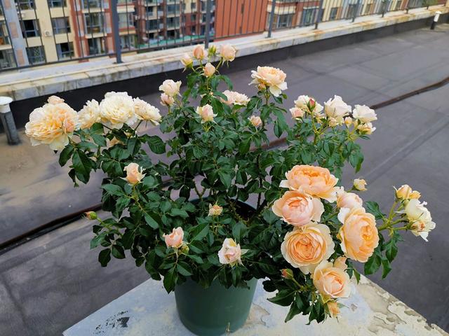 颜值高花期长的月季，七种优秀盆栽月季