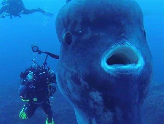 翻车鱼的死法太残忍了(盘点翻车鱼的各种奇葩死法)