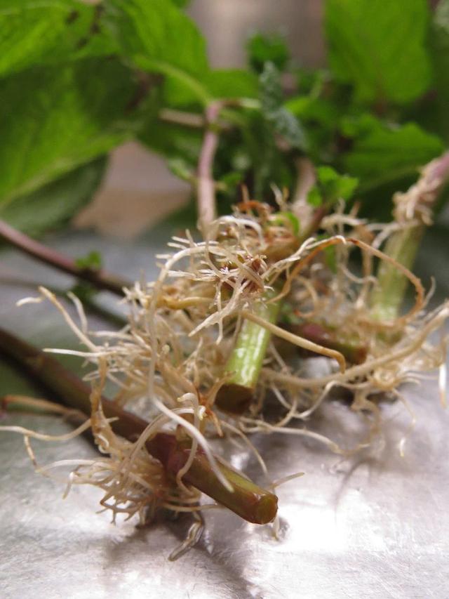 薄荷为什么不能在家养，薄荷的10种食用方法（为什么别人家的就随便长）