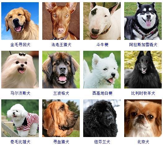 狗品种大全图片名字介绍（178个宠物狗品种图片大全）