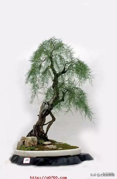 柽柳盆景的zhī作方法(柽柳盆景欣赏)