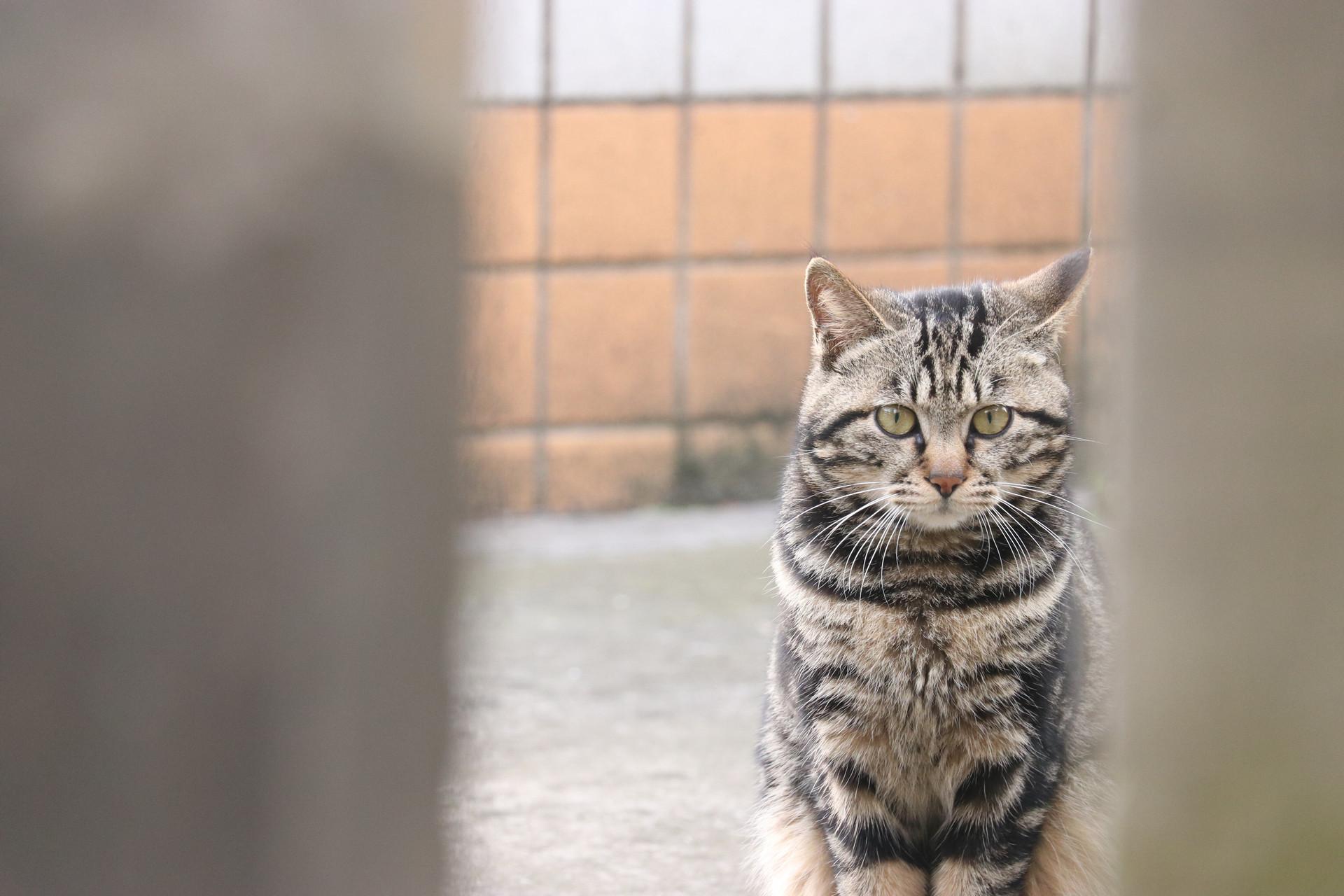 六周大猫咪的饮食需求（营养均衡的猫粮品牌推荐）