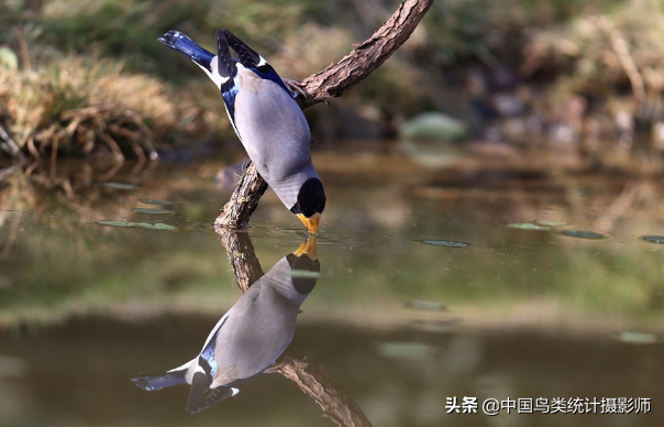 黑头蓝尾巴是什么鸟(中国蜡嘴雀属鸟类)