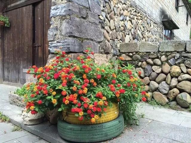 春夏秋冬四季什么花好看，这十种花几乎一年四季都开花