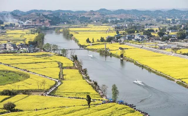 油菜花开的季节，适合家庭室内养的花与绿植（2019年全国油菜花开放时间表）