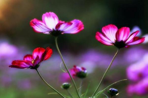 依米花的花语，依米花的花语九月天（依米花在什么季节开放）