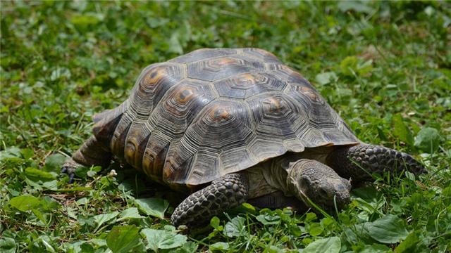 乌龟为什么不吃东西，夏天乌龟为什么会不吃东西（乌龟不吃东西怎么办）