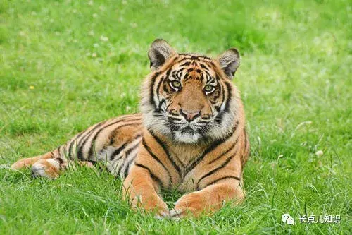 世界上最小的老虎（苏门答腊虎实至名归：体重仅100斤上下）