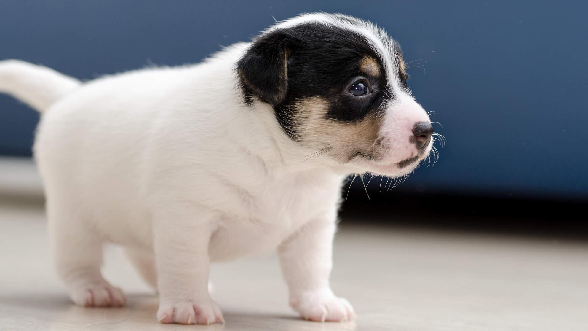 中小型犬的尺寸是多少(三個月到半歲的狗狗該如何飼養?