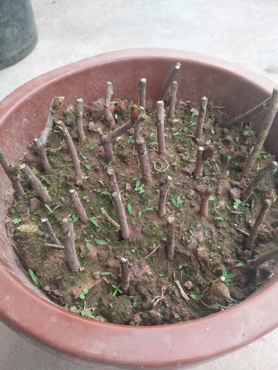 适合庭院养的紫藤花，阳台、院子就种一棵紫藤