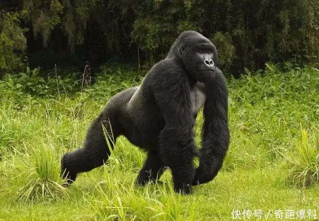 猩猩、狒狒和猴子的区别，狒狒和猩猩谁是猴科动物（是猿是猴，傻傻分不清楚）