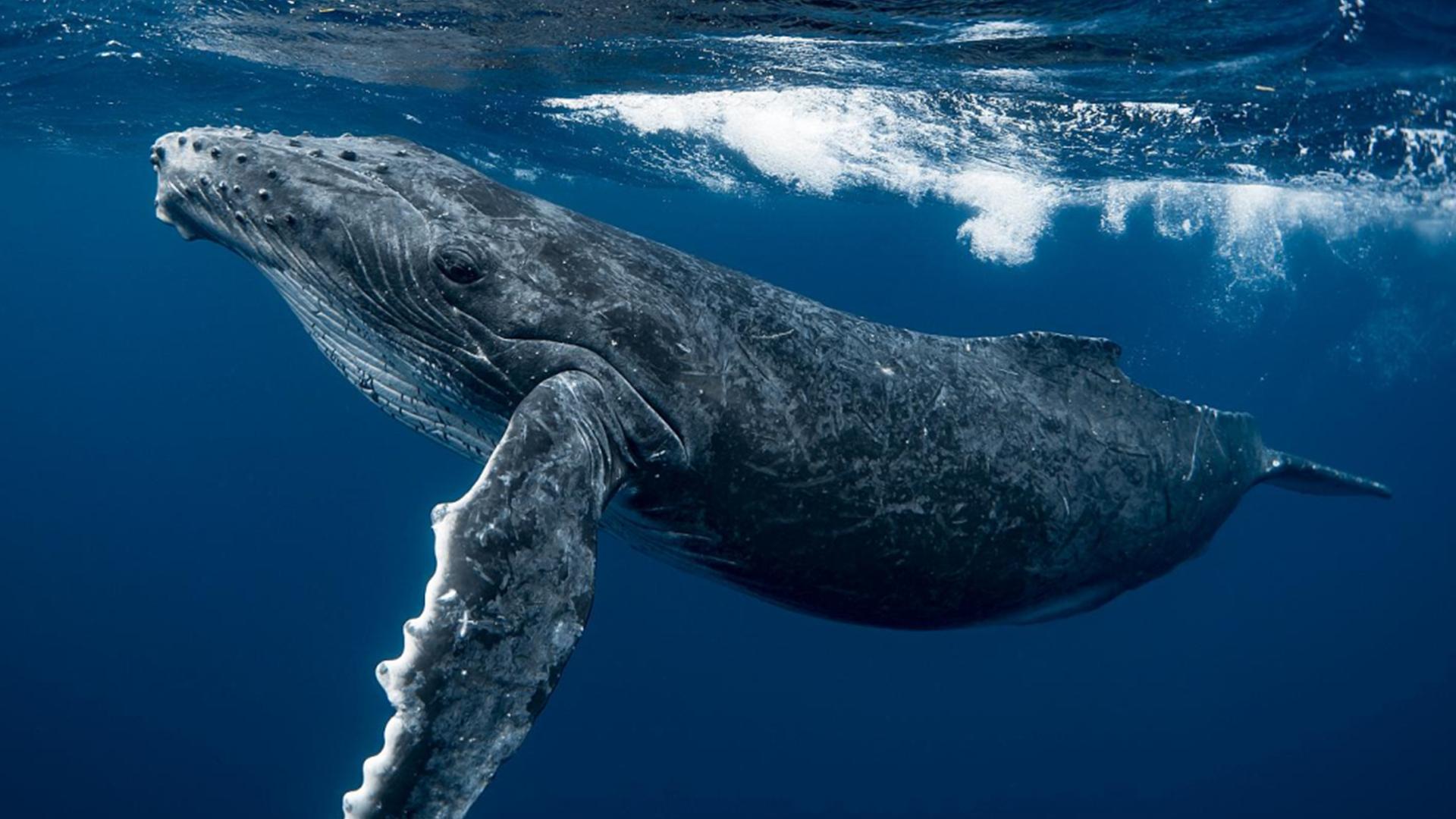 格林兰鲸鱼图片