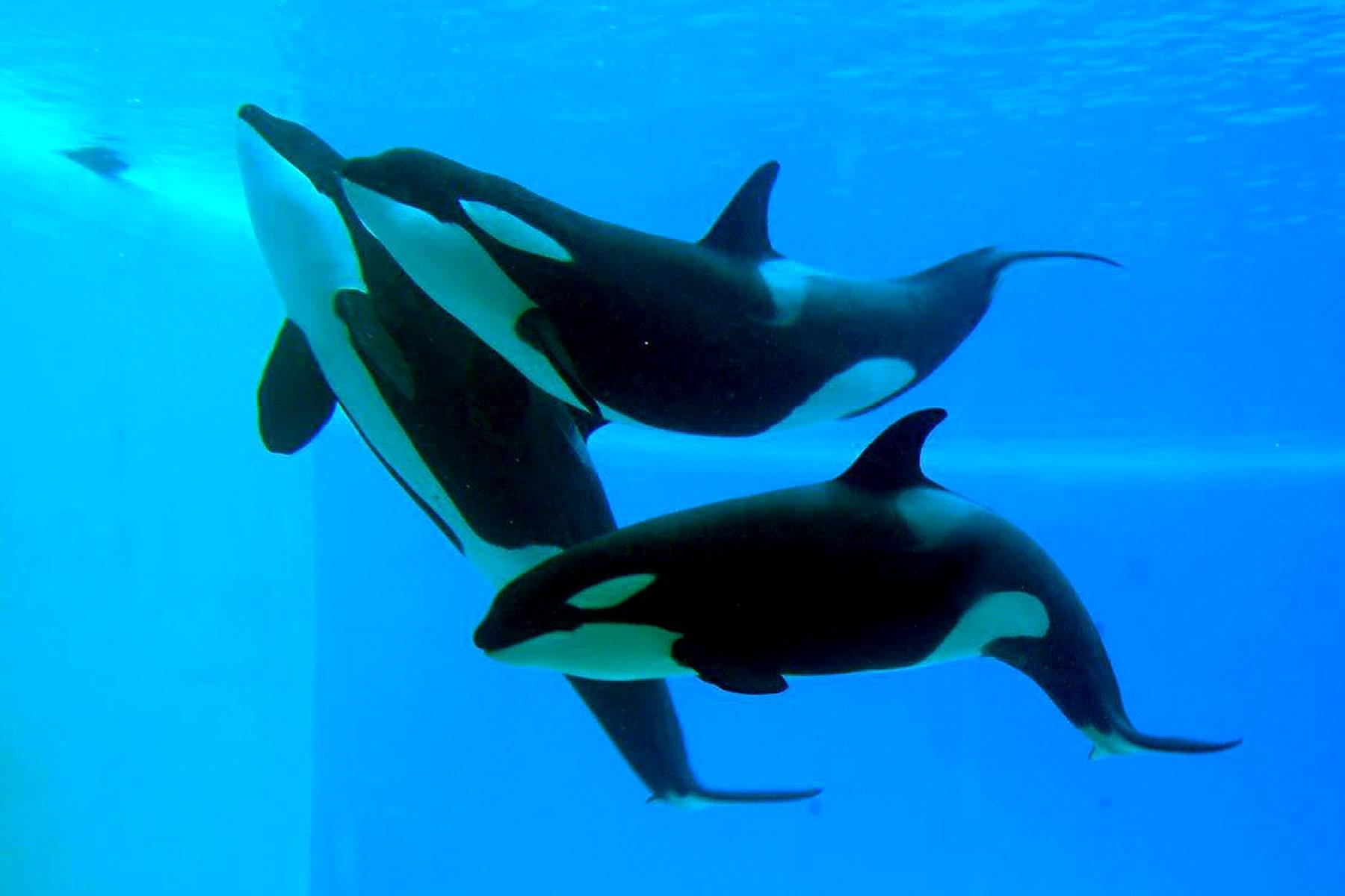 虎鲸为什么怕座头鲸(详解座头鲸有"殴打"虎鲸的习惯)