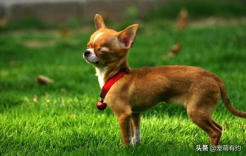 鹿犬图片小型，鹿犬图片小型幼犬（在外貌、性格上是有不少差异）