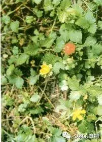 白牛胆的功效与作用，白牛胆的功效与作用禁忌（中药图片大全与功效）