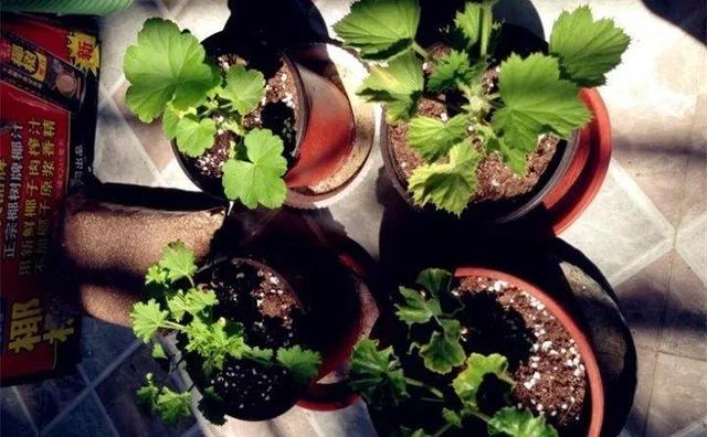 自制雾状小喷壶，自制实用喷水壶（它是扦插万能土）