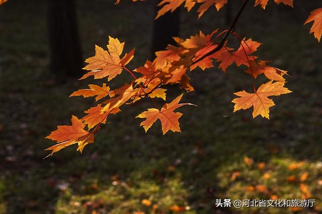 火红的枫叶像什么，枫叶写下秋天的诗歌