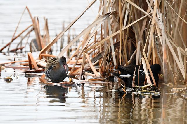 水鸡是什么，水鸡是什么车（西方秧鸡、叽咋柳莺......）