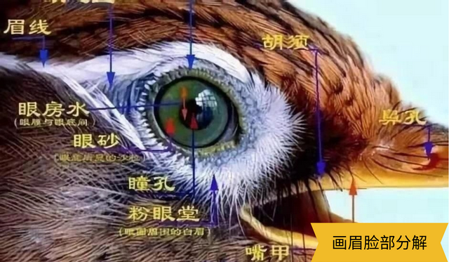 画眉鸟不叫有什么办法，画眉鸟不会叫怎么回事（让你的画眉成为最亮的崽）