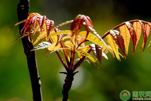 香椿树叶形状像什么，香椿树叶子是什么形状（香椿和臭椿有什么区别）