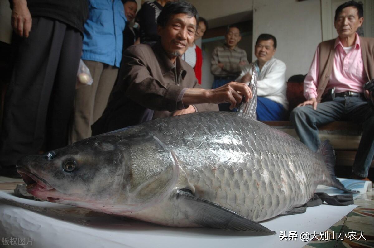 丹江口惊现300斤巨青鱼，生态之殇引人深思：是奇迹还是悲哀？
