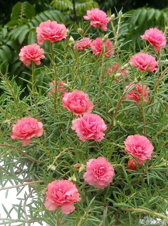 紫薇花什么季节开花，紫薇什么时候开花（温度高也不休眠）