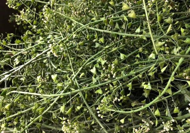 荠菜煮鸡蛋吃了有什么好处，荠菜和鸡蛋煮有什么好处（记得用荠菜煮鸡蛋）