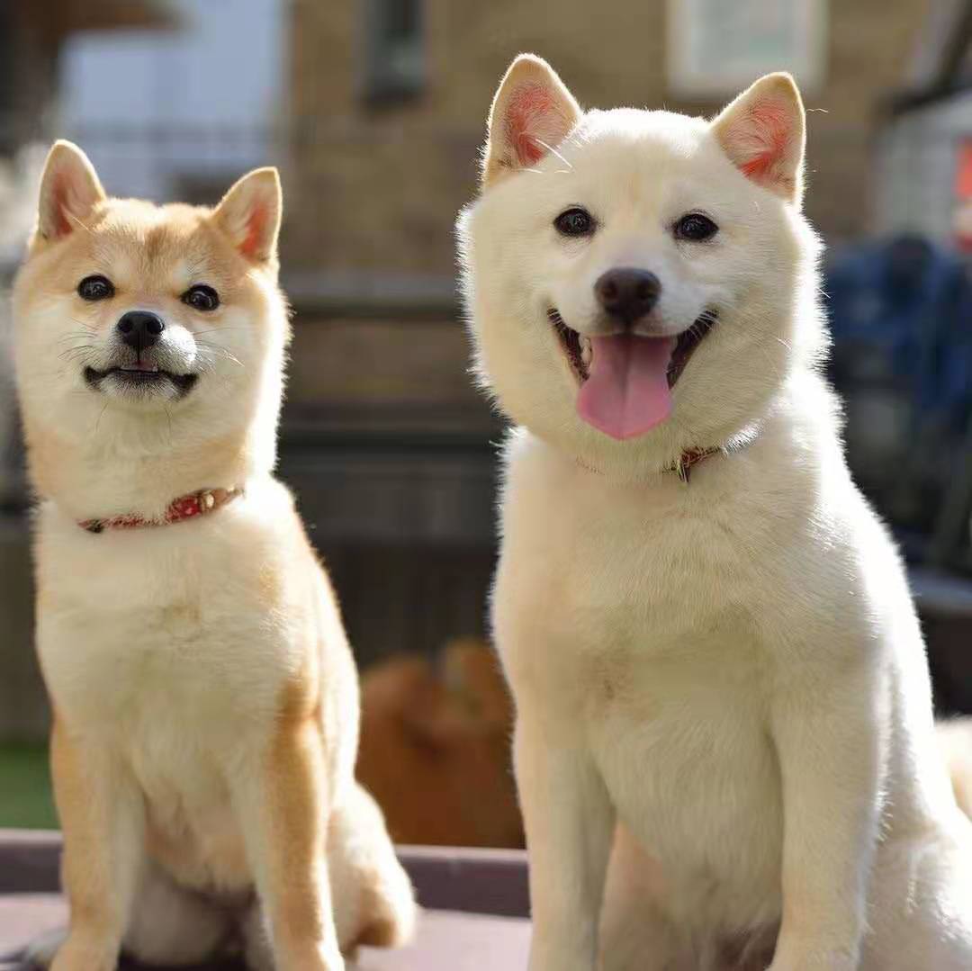 秋田犬多少钱一只幼崽(购买柴犬前准铲shǐ官必须要知道的三件事)