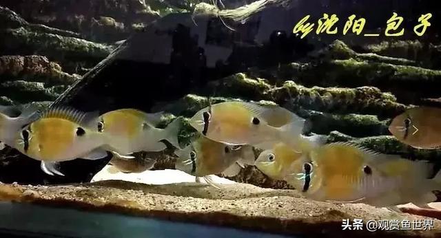 怎样分月光鱼的公母,热带鱼月光如何区分公母(浅谈黄腹月亮宝石及选购、饲养和繁殖心得经验) 怎样分月光鱼的公母,热带鱼月光如何区分公母(浅谈黄腹月亮宝石及选购、饲养和繁殖心得经验)