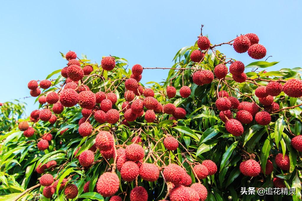 荔枝什么时候成熟季节（一文看懂荔枝的成熟周期）