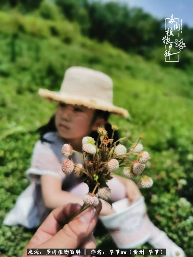 晴天橙子可爱头像微信，晴天橙子可爱头像（有多少次的会心一笑，全因多肉）