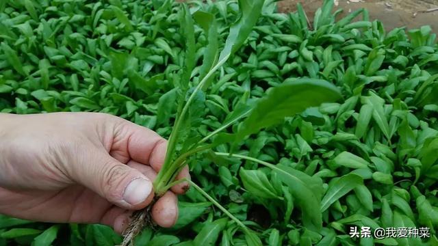 适合懒人种植的野菜，别再费劲到处去挖荠菜了