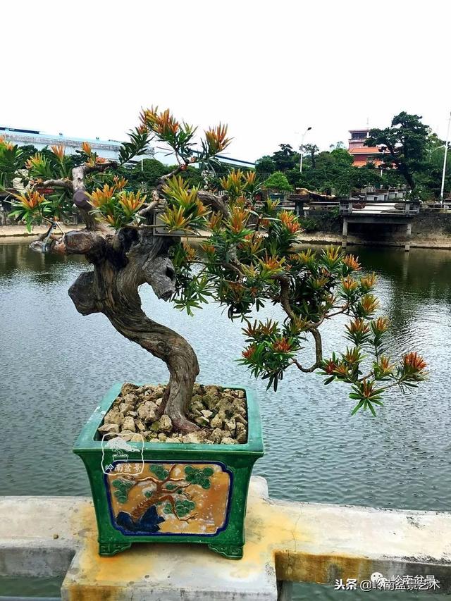 罗汉松盆景欣赏精品，海岛罗汉松——我的红颜知己