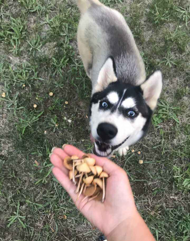 狗狗不能吃的东西，狗狗十大不能吃的食物（这些东西千万不要给狗狗吃）