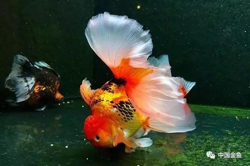 狮头鱼饲养技巧，狮头鱼饲养技巧和方法（家庭饲养金鱼攻略之）