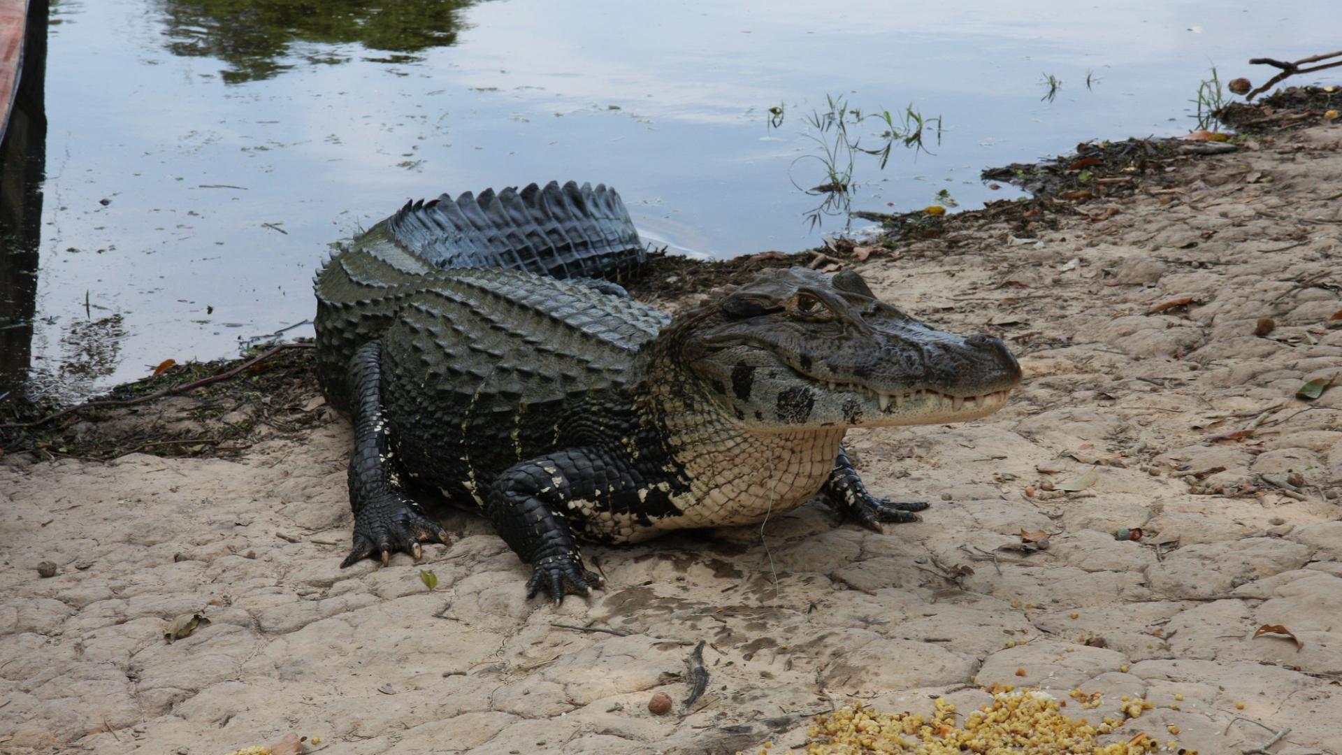 鳄鱼是一zhǒng什么的爬行动物类型呢(盘点世界上最强大的10zhǒng