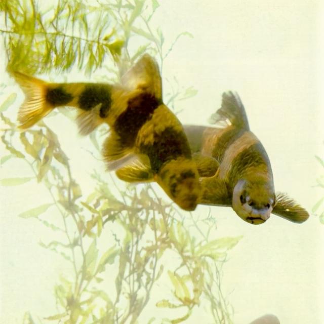 淡水观赏鱼种类，淡水观赏鱼的种类大全！（中国淡水观赏鱼图集<一>）