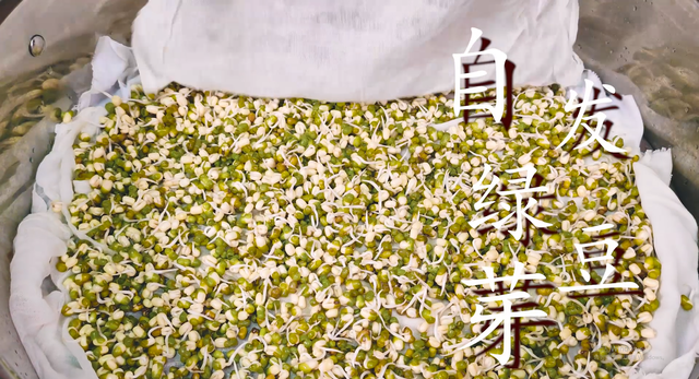绿豆芽的生长过程，绿豆芽生长过程解说（还是老方法靠谱）