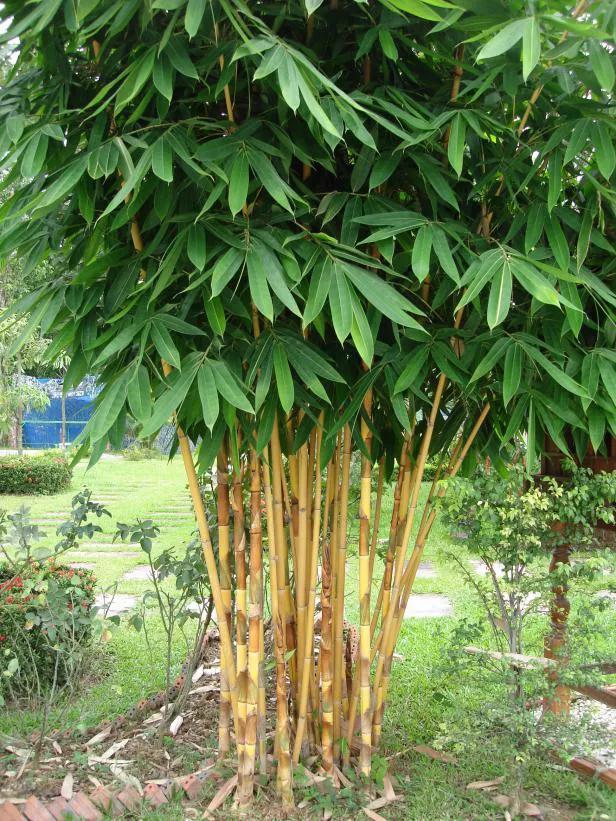 竹子属于草本植物还是木本植物?(林草科普|中国竹类植物)