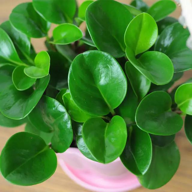 豆瓣绿的养殖方法和注意事项，豆瓣绿的养殖方法和注意事项四季海棠（学会这4点养的棒棒哒）