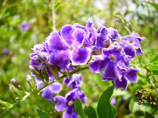 假连翘盆景怎么养，比较冷门小众的盆栽蕾丝金露花
