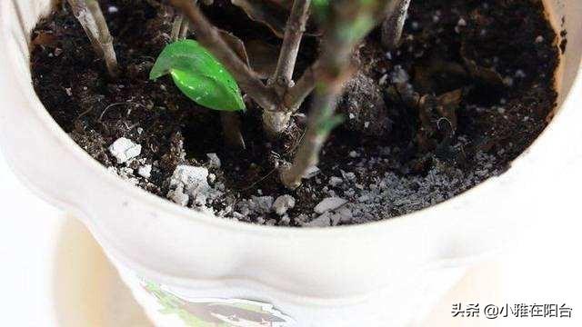 小虫怎么消灭小窍门，小飞虫怎么消灭最简单的方法厨房（花盆里有小虫子）